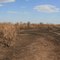 Magnetic Termite Mounts Desert