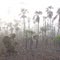 Pandanas in the Mist