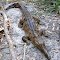 Freshwater Crocodile...Tumbling Waters, Berry Springs, NT