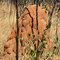 Australia - Outback
