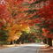 Bright autumn