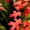 Bright autumn in Bright