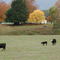 farm