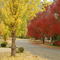 Bright autumn
