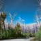 Mount Buffalo -  New Life after a Bush Fire