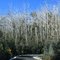 Lifeless trees along  Mount Buffalo Road