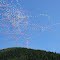 Paragliders near Wandiligong