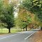 Road lined with deciduous trees