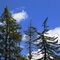 Devil Tree