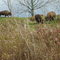 Buffalo