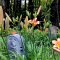 Lilies of the Field