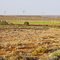 Woomera Sports Ground with green grass!