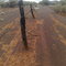 Old fence behind gold lease