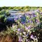 Wild flowers