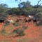 Feral goats near Paynes Find.