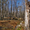 a walk in the woods