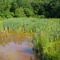 Phase I AMD treatment wetland