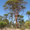 Fantastic Tree