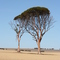 The wheatbelt south of Quairading - Salmon gums - Eucalyptus salmonophloia