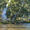 Shady tree.  Quilpie.  Qld