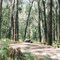 Mt Buangor State Park; Ferntree Camp Ground