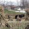 Amish Spring 1