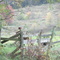 Fall colors Neshannock Twp. PA