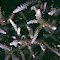 Acropora loisetteae.  Houtman Abrolhos Islands, south-western Australia.  Surface detail of branches.  Photograph: Charlie Veron.