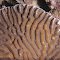 Platygyra lamellina.  Houtman Abrolhos Islands, south-western Australia.  This species usually forms flat plates with valleys approximately perpendicular to the margin.  Photograph: Charlie Veron.
