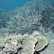 Acropora pulchra.  Houtman Abrolhos Islands, south-western Australia.  A large stand with A. spicifera in the foreground.  Photograph: Bette Willis.