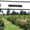 The English Rose Walk