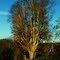 Very cool old tree