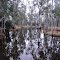 Canopus Creek
