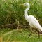 White Heron in our garden