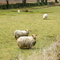 Sheep on Snake Hill