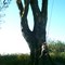 Millers Swing