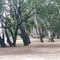 Beggs Bend, Robinvale State Forest