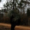Grass Tree