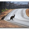Cross the road
