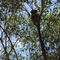 Kangaroo Island, our 1st wild Koala