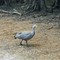 Kangaroo Island, at camping, Cape Barren Goose, Cereopsis novaehollandiae, Hoendergans