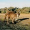 Lonely kangoroo, Snake Lagoon campsite