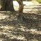 Koala a Kangaroo Island South Australia
