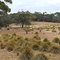 0197 Kangaroo Island, Flinders Chase, Platypus Waterholes Walk