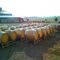 Ferment outside at Curly Flat