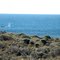 Humpback whales sounding off Armstrong Point, Rottnest Island