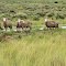 Sheep on Hay Plains, after the rain.