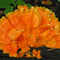 Chicken of the Woods