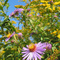 Aster & goldenrod