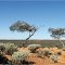 Plains near Sandstone  WA
